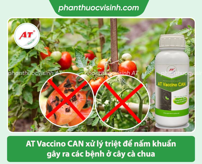 Các bệnh trên cây cà chua thường gặp và Cách phòng trị