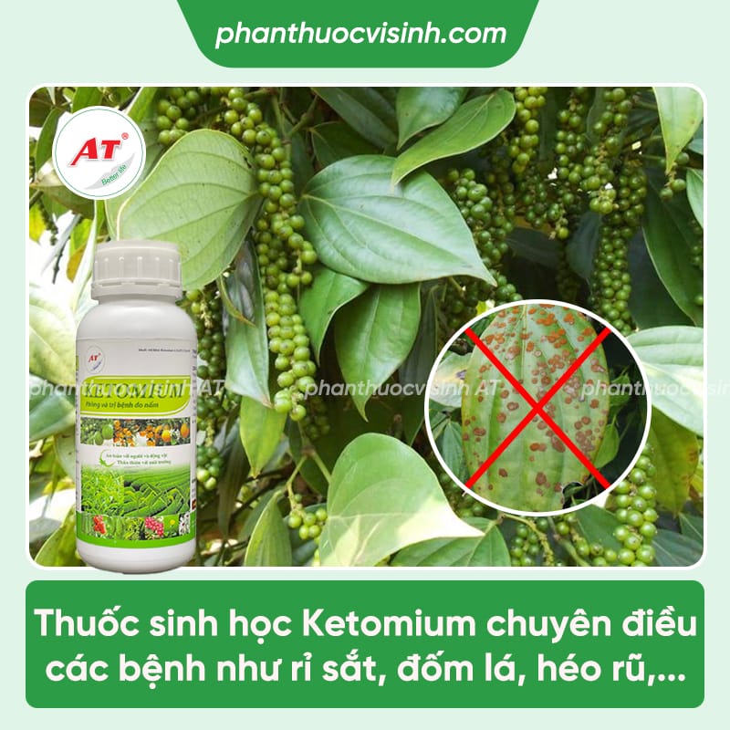 Tác hại của bệnh rỉ sắt trên cây tiêu và cách phòng trị