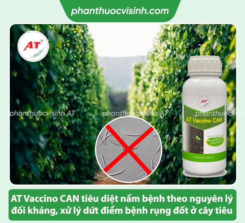 Bệnh rụng đốt trên cây tiêu: Nguyên nhân & Cách phòng trị