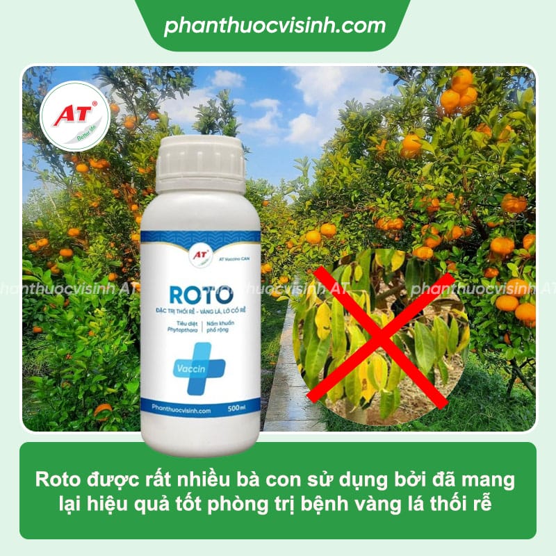 Bệnh vàng lá thối rễ cam quýt: Dấu hiệu và cách phòng trị hiệu quả