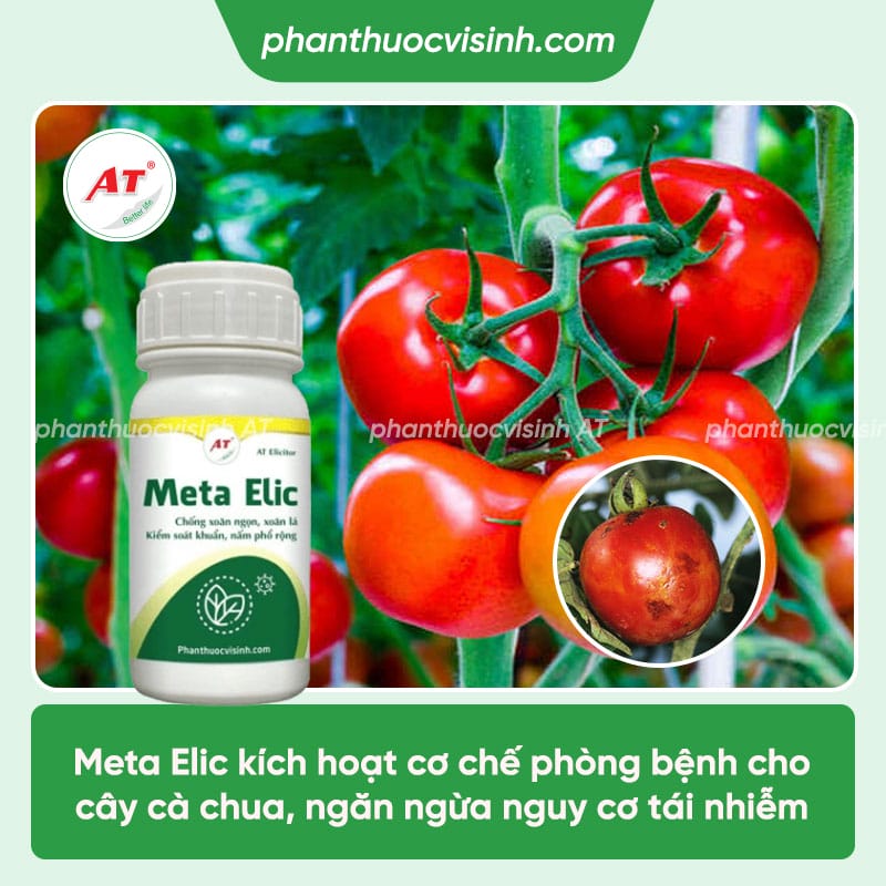Phòng trừ bệnh virus trên cây cà chua nhanh chóng, hiệu quả