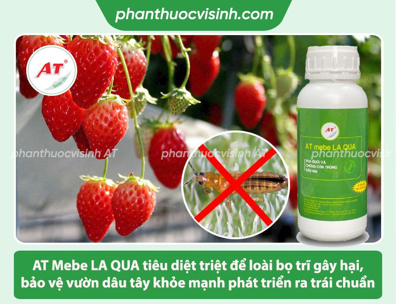 Cách phòng trừ dâu tây bị bọ trĩ tấn công hiệu quả cao