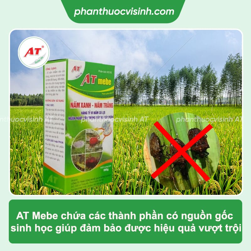 Phòng trừ bọ xít đen hại lúa an toàn, hiệu quả vượt trội