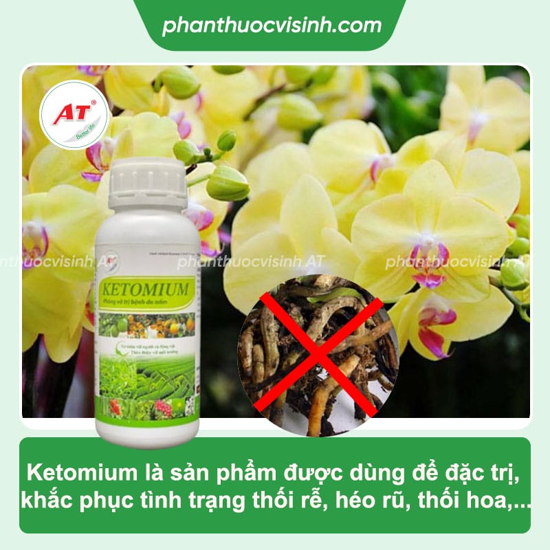 Lan bị thối rễ: Nguyên nhân và cách xử lý đạt hiệu quả