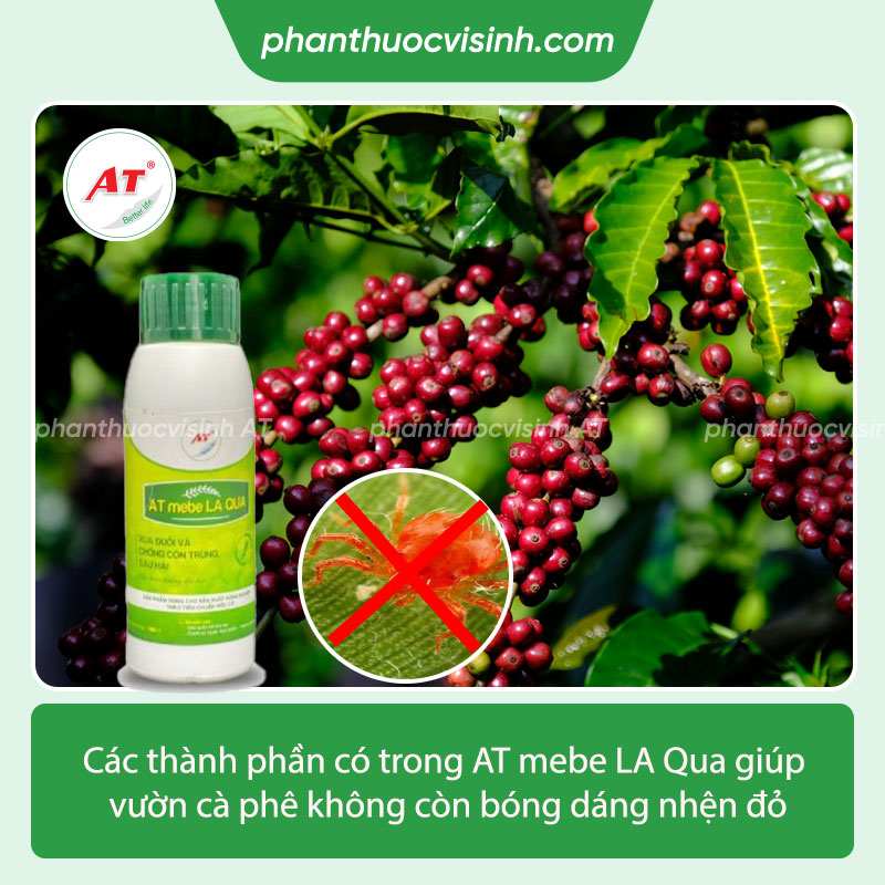 Thuốc trị nhện đỏ hại cà phê an toàn, hiệu quả