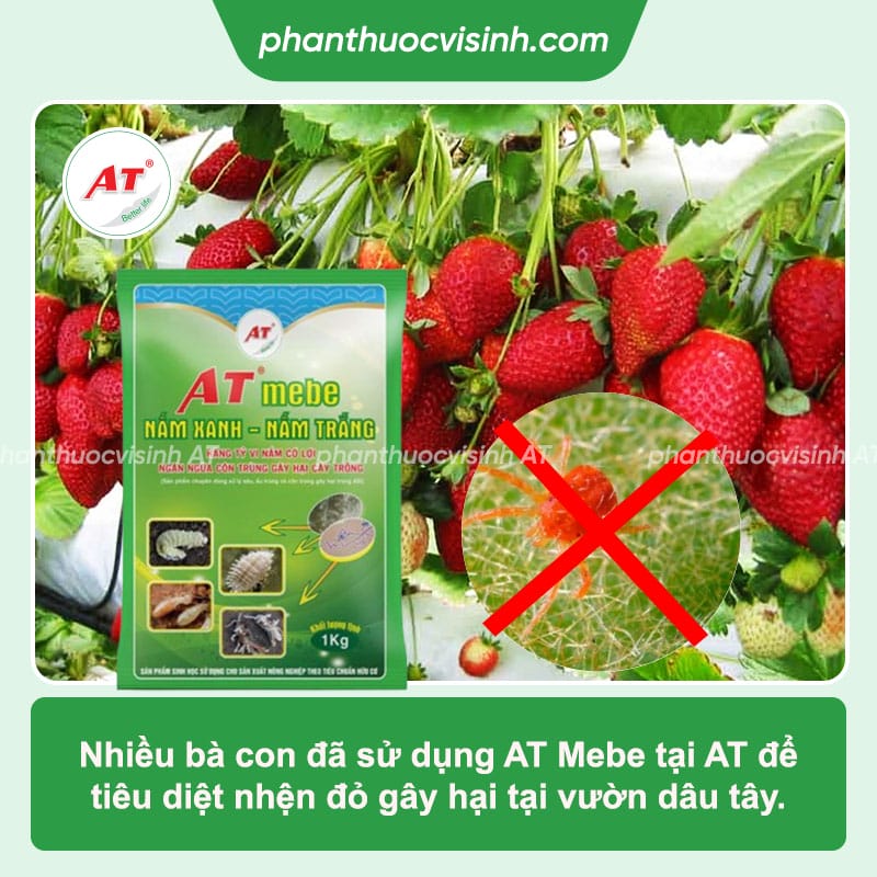 Cách phòng trừ nhện đỏ hại dâu tây hiệu quả nhanh, an toàn 4 Nhện đỏ hại dâu tây: Dấu hiệu nhận biết và cách phòng trị