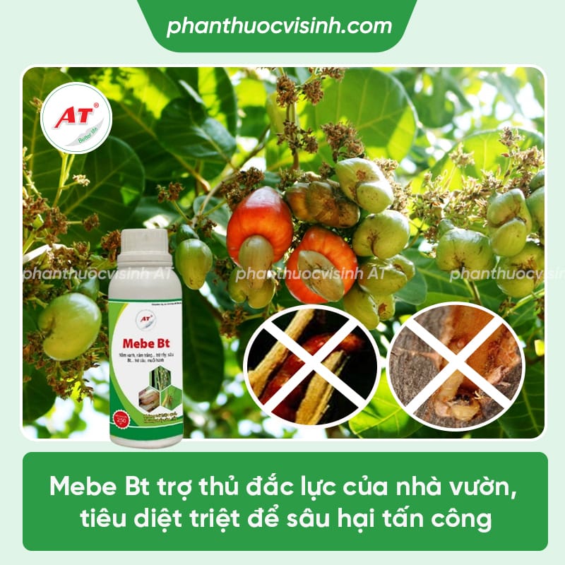 Cách phòng trị sâu đục thân cây điều triệt để, an toàn