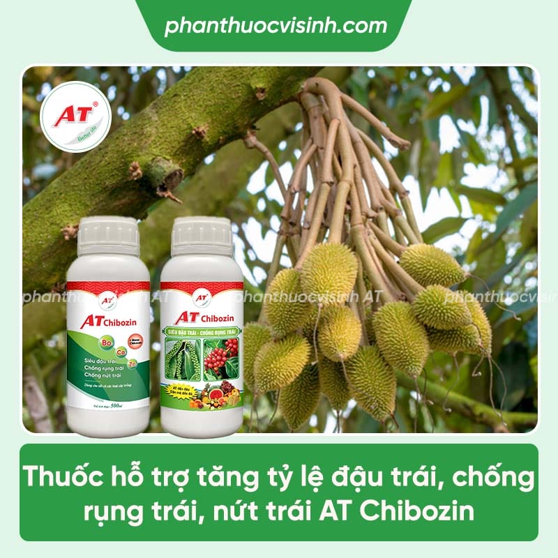 Thuốc đậu trái sầu riêng AT Chibozin chống rụng trái, nứt trái