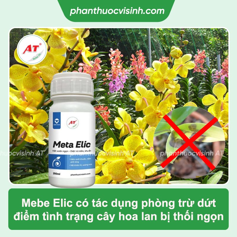 Lan bị thối ngọn: Nguyên nhân do đâu & Cách phòng trừ 4 Lan bị thối ngọn: Nguyên nhân, cách phòng trừ hiệu quả