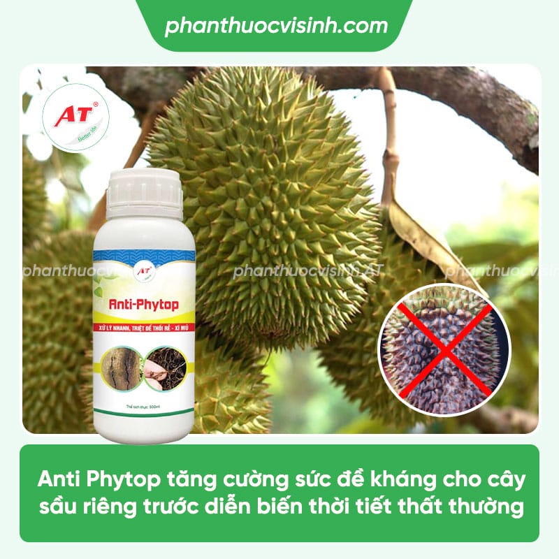 Phòng trừ nấm cuống sầu riêng hiệu quả, an toàn