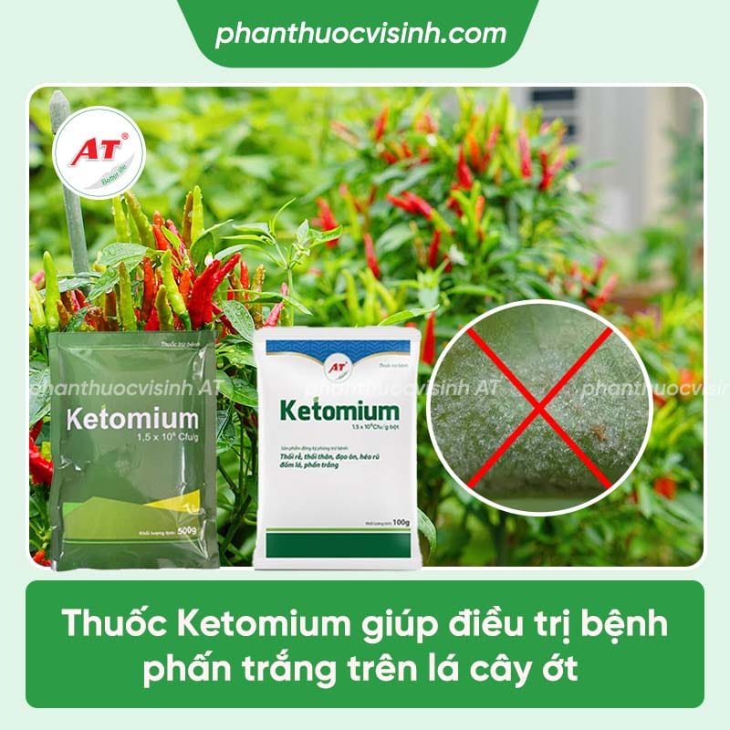 Cách phòng trị bệnh phấn trắng trên cây ớt và Nguyên nhân 4 Nguyên nhân bệnh phấn trắng trên cây ớt và cách khắc phục