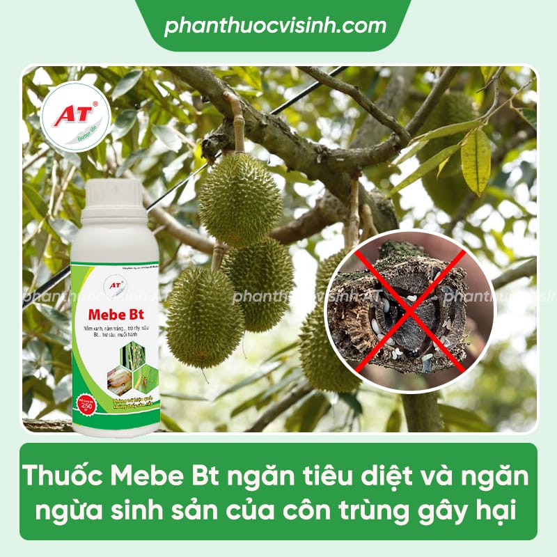 Cách phòng trị mọt đục cành sầu riêng triệt để, an toàn