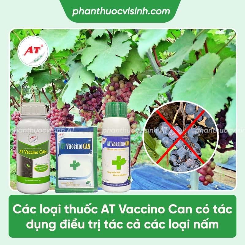 Nguyên nhân nho bị nấm cuống và cách điều trị tận gốc