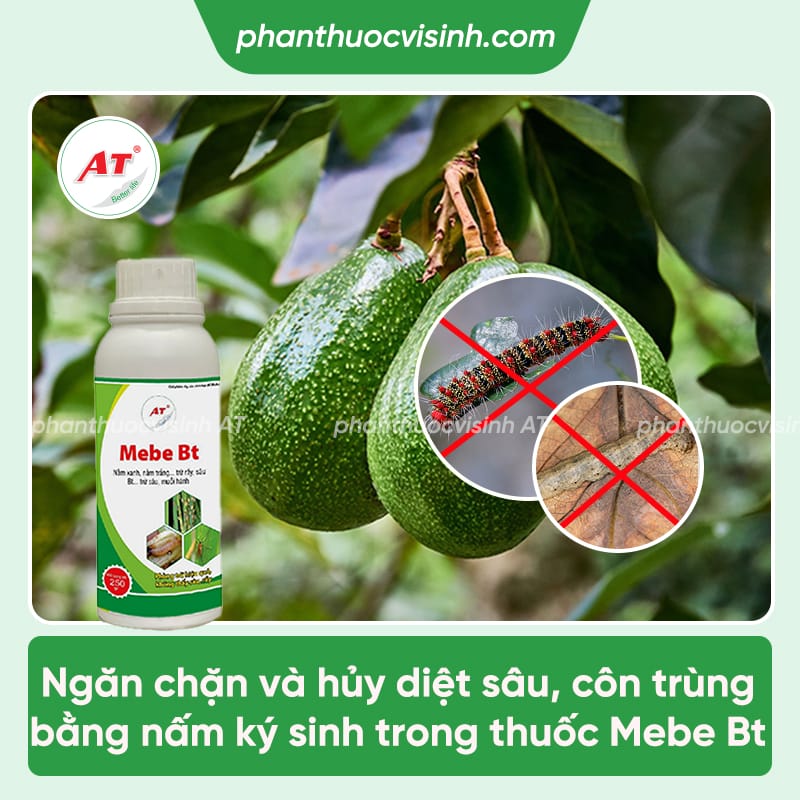 Cách điều trị sâu ăn lá bơ và biện pháp phòng trừ tốt nhất