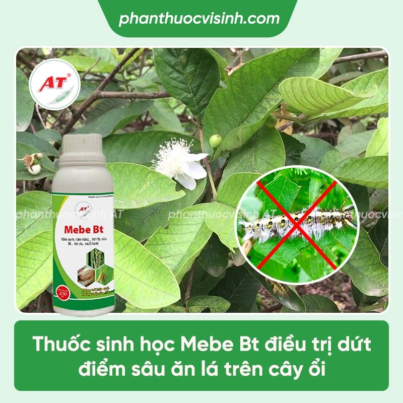 Tác hại của sâu ăn lá ổi và cách phòng trừ hiệu quả, an toàn