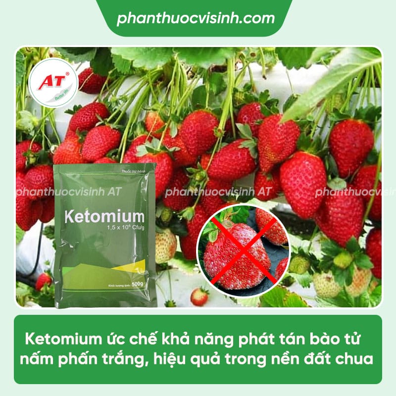 Nhận biết bệnh phấn trắng trên dâu tây & Cách phòng trừ