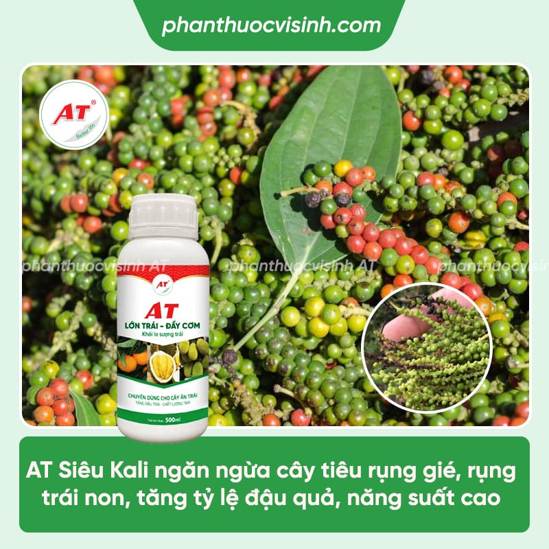 Xử lý cây tiêu bị rụng trái non và biện pháp phòng ngừa