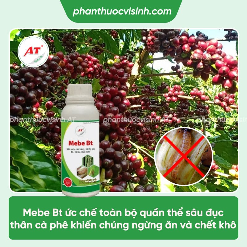 Cách phòng trừ sâu đục thân cà phê an toàn, hiệu quả