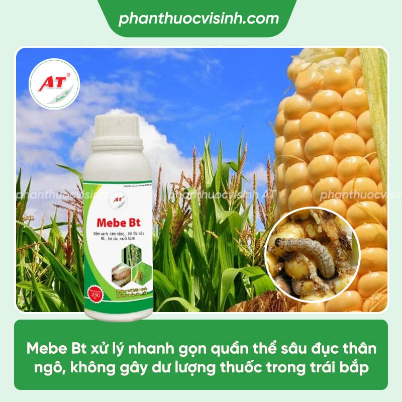 Nhận biết và Phòng trừ sâu đục thân ngô hiệu quả, an toàn
