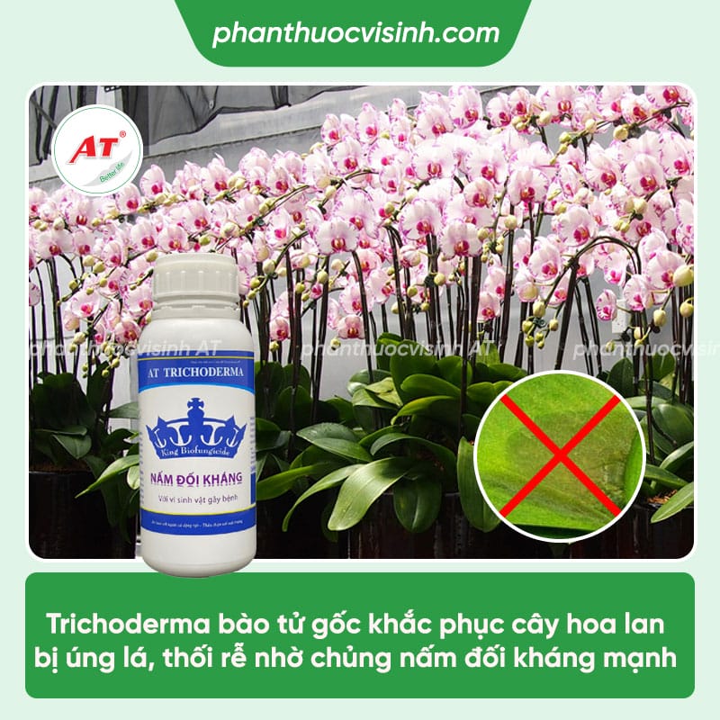 Vì sao lan bị úng lá? Cách xử lý dứt điểm, nhanh chóng