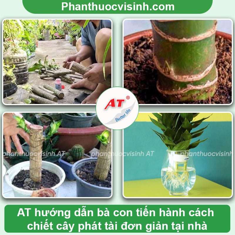 Cách chiết cây phát tài đơn giản, thành công ngay tại nhà
