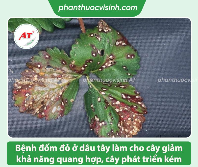 Bệnh đốm đỏ dâu tây: Nguyên nhân do đâu & Cách phòng trị