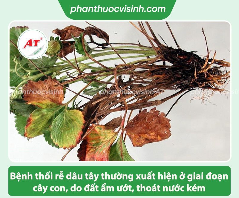 Cách phòng trị bệnh thối rễ dâu tây & Nguyên nhân do đâu?