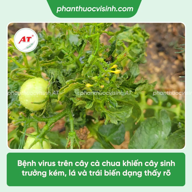 Phòng trừ bệnh virus trên cây cà chua nhanh chóng, hiệu quả