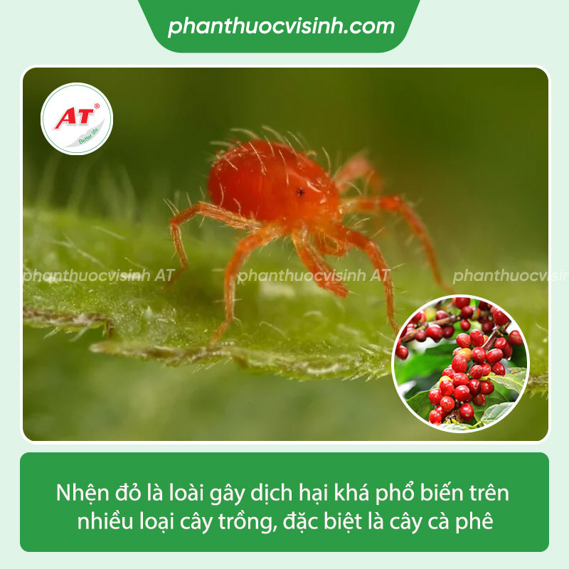 Thuốc trị nhện đỏ hại cà phê an toàn, hiệu quả