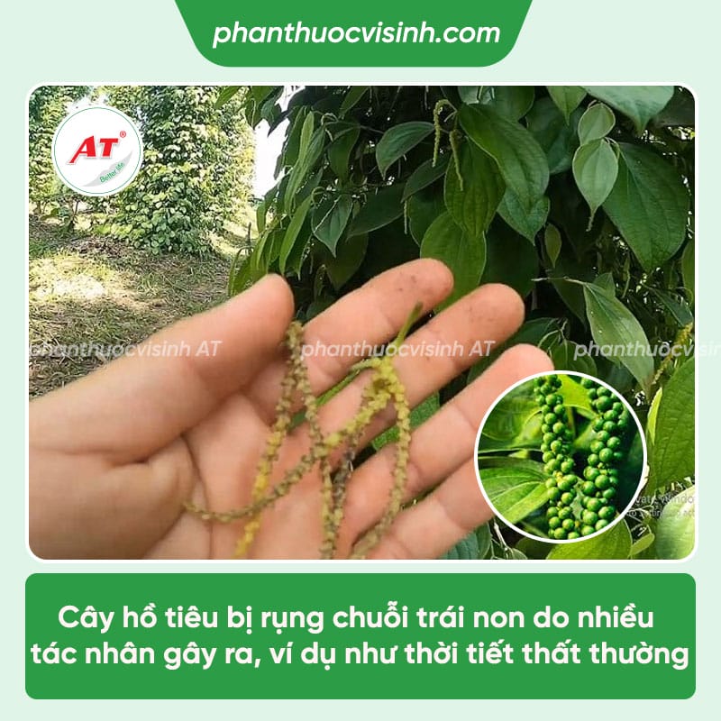 Xử lý cây tiêu bị rụng trái non và biện pháp phòng ngừa
