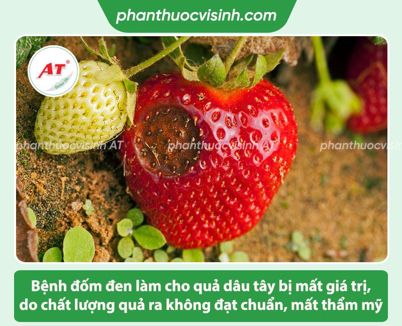 Bệnh đốm đen dâu tây: Nguyên nhân do đâu và Cách phòng trị