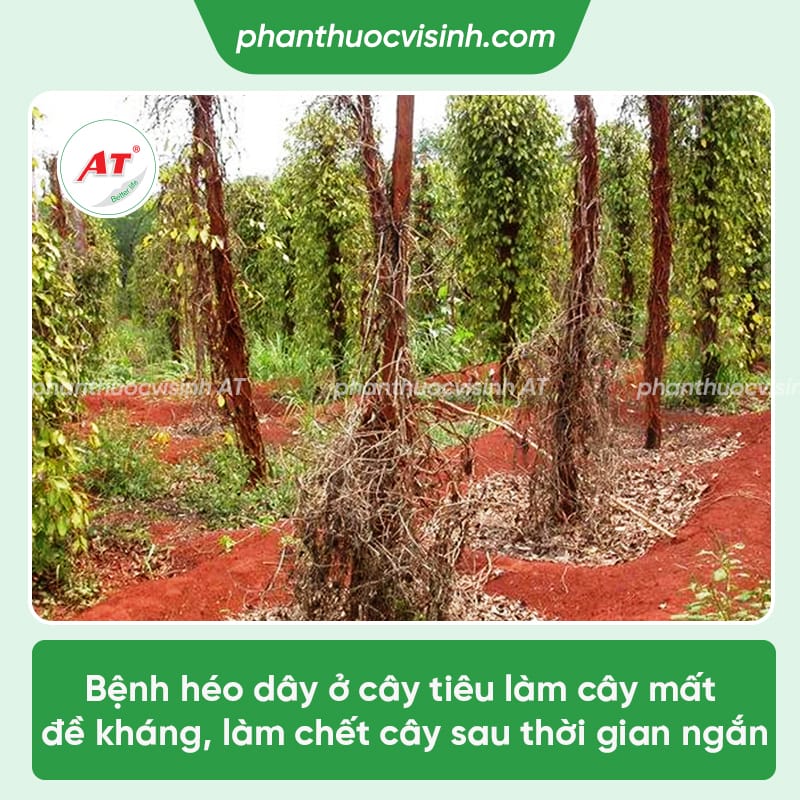 Bệnh héo dây trên cây tiêu - Dấu hiệu, nguyên nhân và cách phòng trị