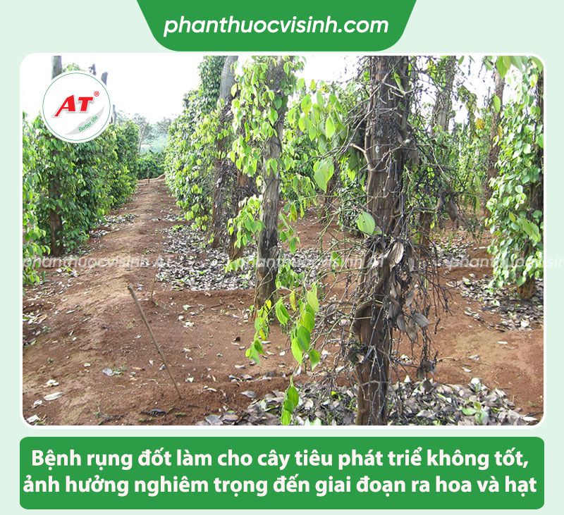 Bệnh rụng đốt trên cây tiêu: Nguyên nhân & Cách phòng trị