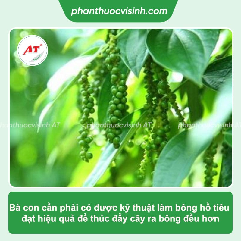 Cách làm bông cho cây tiêu hiệu quả, giúp đạt năng suất cao
