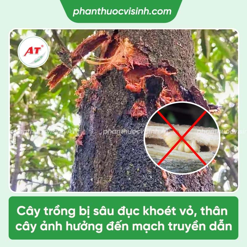 Cách trị sâu đục thân hiệu quả, an toàn, vượt trội