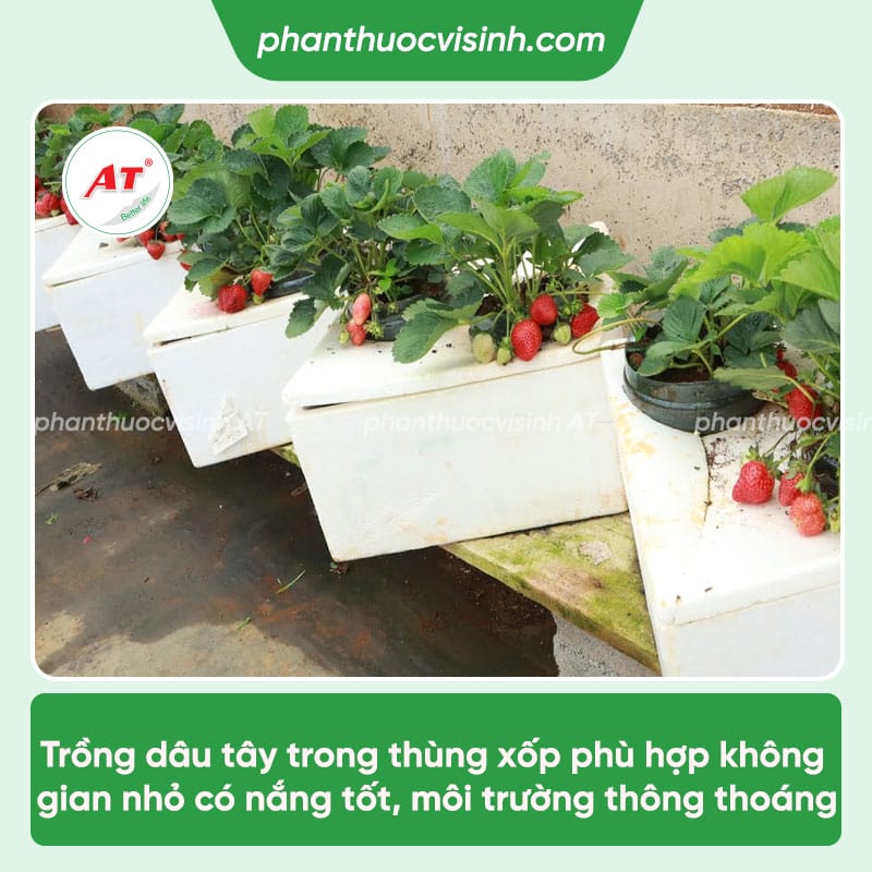 Cách trồng dâu tây trong thùng xốp cho nhiều trái quanh năm