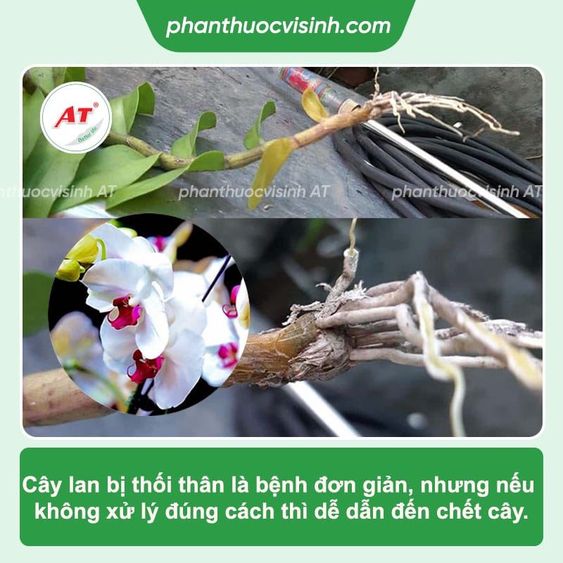 Lan bị thối thân: Nguyên nhân, dấu hiệu và cách phòng trị