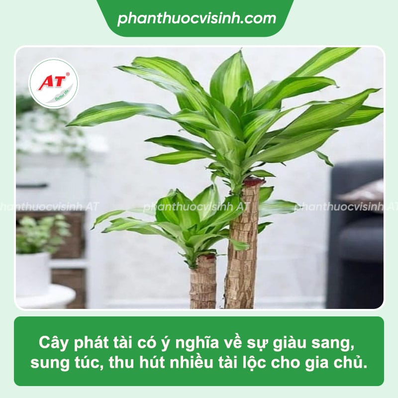 Cách chiết cây phát tài đơn giản, thành công ngay tại nhà