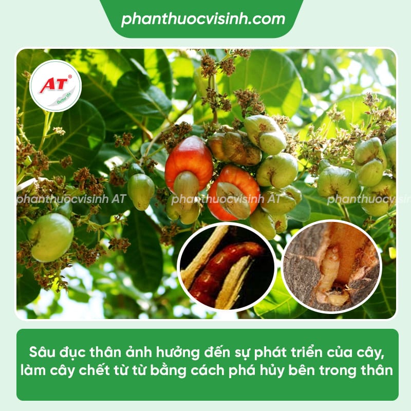 Cách phòng trị sâu đục thân cây điều triệt để, an toàn