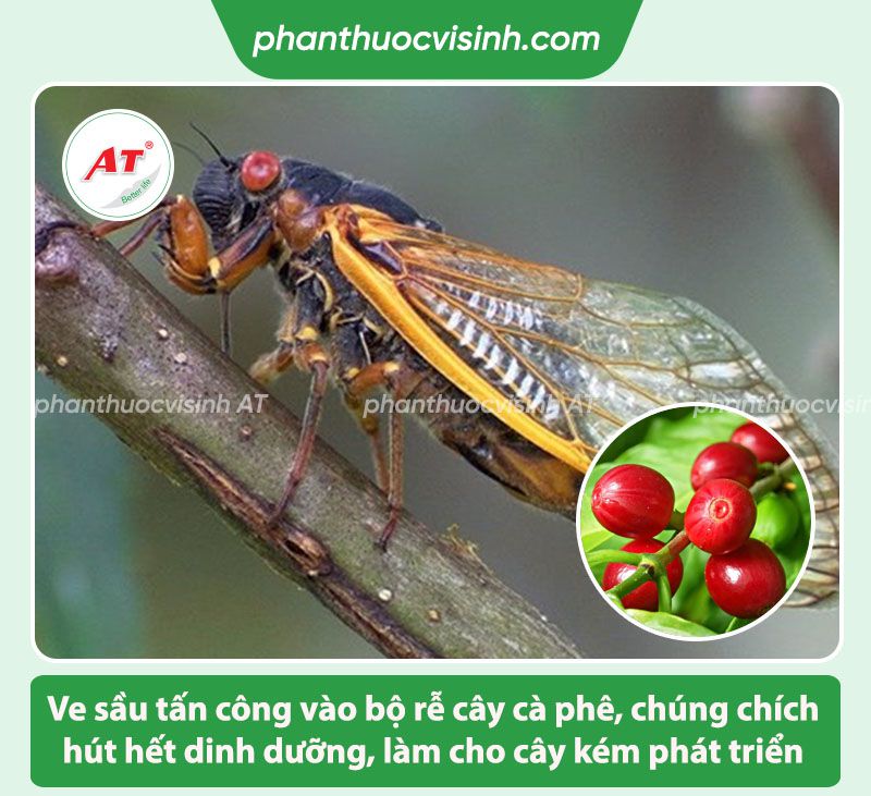 Cách phòng trừ ve sầu hại cà phê nhanh, hiệu quả, an toàn