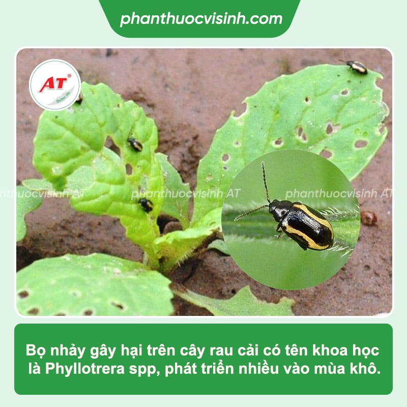 Thuốc diệt bọ nhảy ở rau cải tận gốc, hiệu quả nhanh chóng