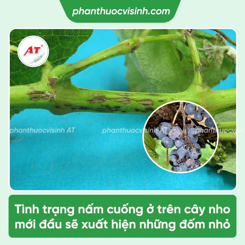 Nguyên nhân nho bị nấm cuống và cách điều trị tận gốc