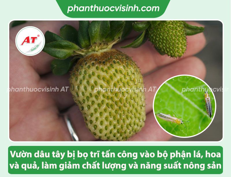 Cách phòng trừ dâu tây bị bọ trĩ tấn công hiệu quả cao