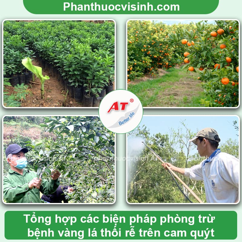 Bệnh vàng lá thối rễ cam quýt: Dấu hiệu và cách phòng trị hiệu quả