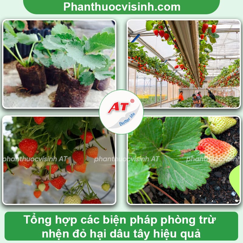 Cách phòng trừ nhện đỏ hại dâu tây hiệu quả nhanh, an toàn 3 Nhện đỏ hại dâu tây: Dấu hiệu nhận biết và cách phòng trị