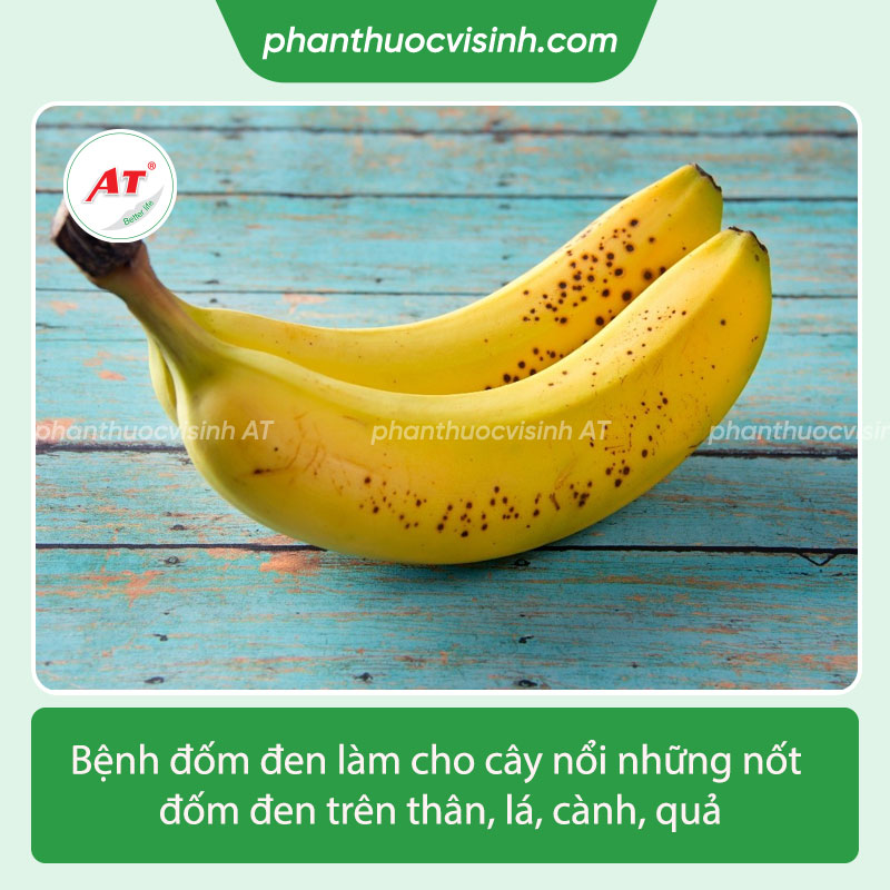 Thuốc đặc trị bệnh đốm đen trên quả chuối