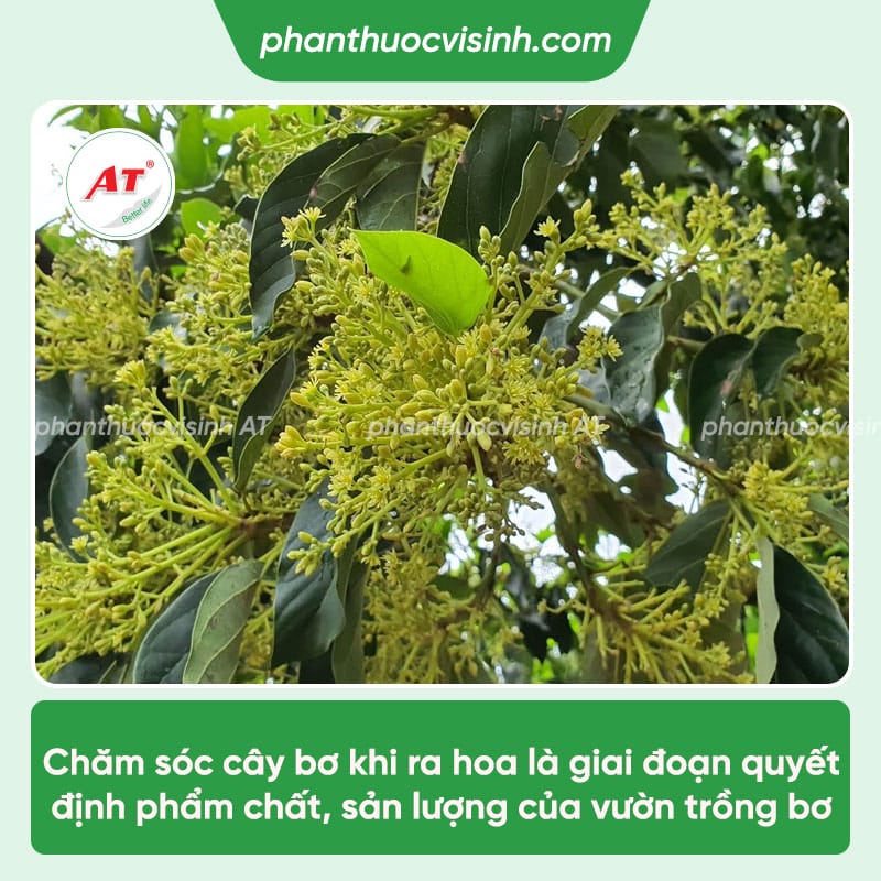 Hướng dẫn cách chăm sóc cây bơ khi ra hoa cho nhiều trái