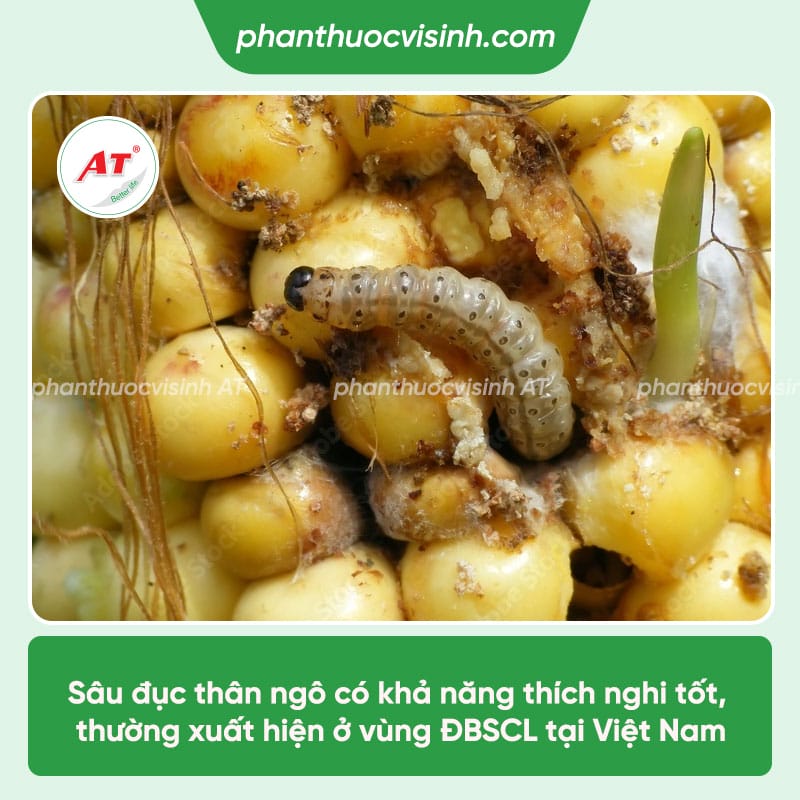 Nhận biết và Phòng trừ sâu đục thân ngô hiệu quả, an toàn