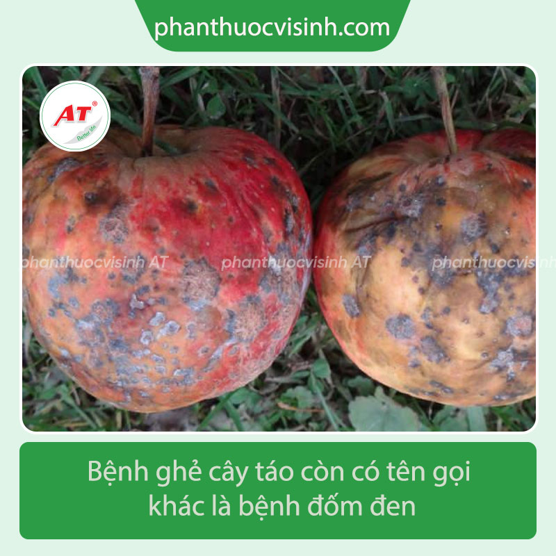 Tìm hiểu bệnh ghẻ trên cây táo và cách phòng trừ hiệu quả