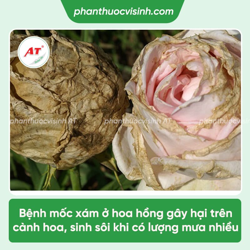 Bệnh mốc xám hoa hồng - Nguyên nhân và cách phòng trị